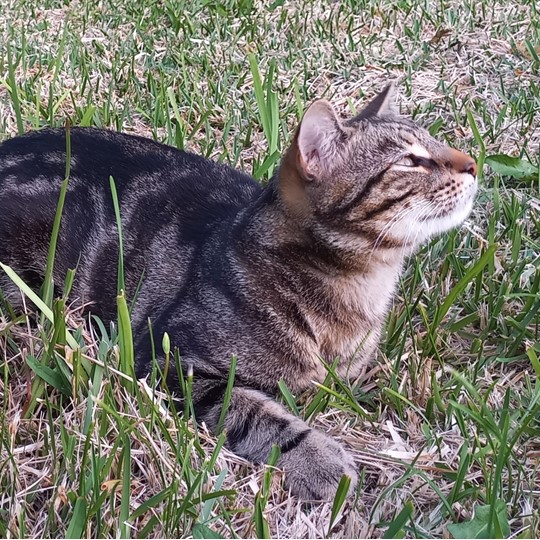 Rusty cat lost 2 november
